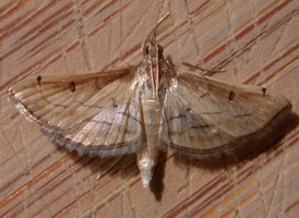 Trapeze Moth